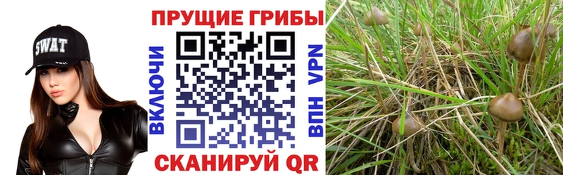 Псилоцибиновые грибы Cubensis  Купить закладки  Можга 